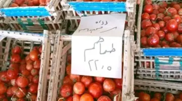 الطماطم بـ 22,5 جنيه.. أسعار الخضراوات والفاكهة بالوادي الجديد اليوم السبت